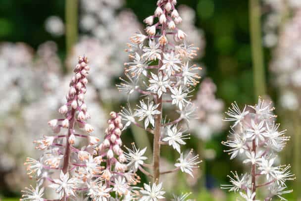 Szívlevelű turbántok (Tiarella cordifolia) 