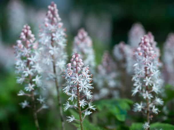 Szívlevelű turbántok (Tiarella cordifolia) 