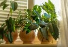 Miért érdemes szobanövényt tartani?