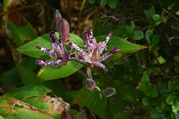 Tajvani Púpliliom (Tricyrtis formosana) ültetése, gondozása, szaporítása