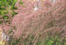 A tamariska, vagy tamariszkusz (Tamarix) ültetése, termesztése, gondozása
