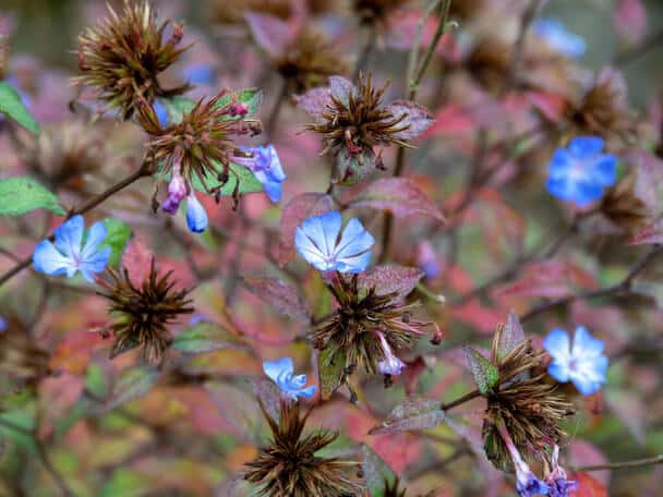 Tarackoló kékgyökér (Ceratostigma plumbaginoides)