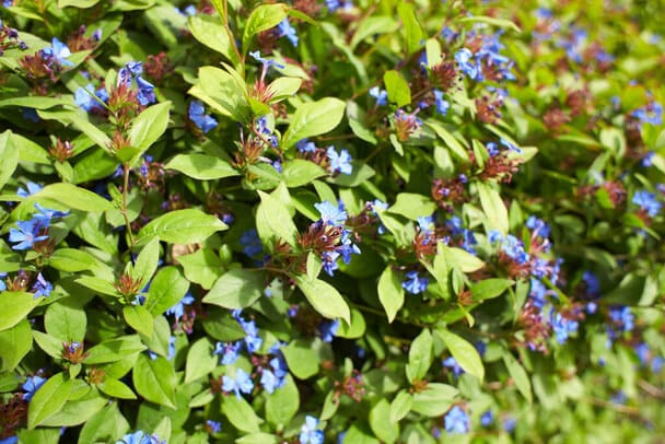 Tarackoló kékgyökér (Ceratostigma plumbaginoides)