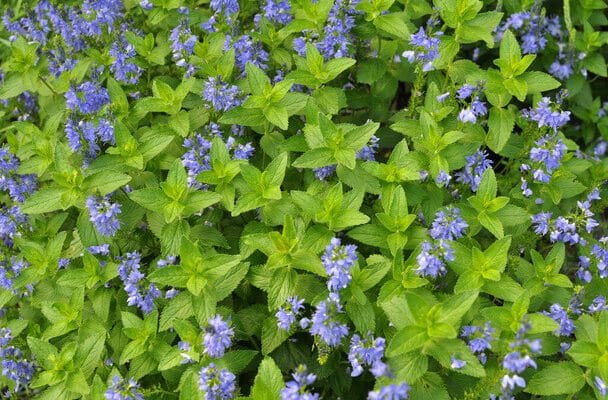 Tarackoló kékgyökér (Ceratostigma plumbaginoides)