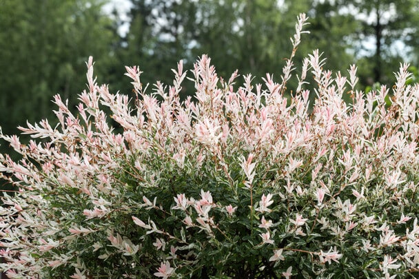 Tarkalevelű japán fűz  Salix integra 'Hakuro-nishiki' 