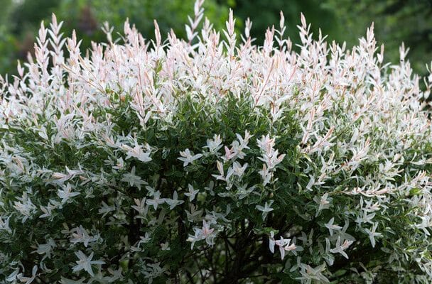 Tarkalevelű japán fűz Salix integra 'Hakuro-nishiki'