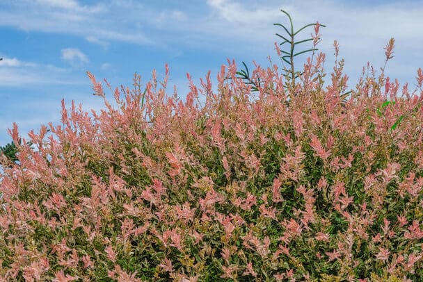 Tarkalevelű japán fűz  Salix integra 'Hakuro-nishiki' 