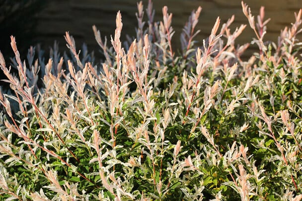 Tarkalevelű japán fűz  Salix integra 'Hakuro-nishiki' 