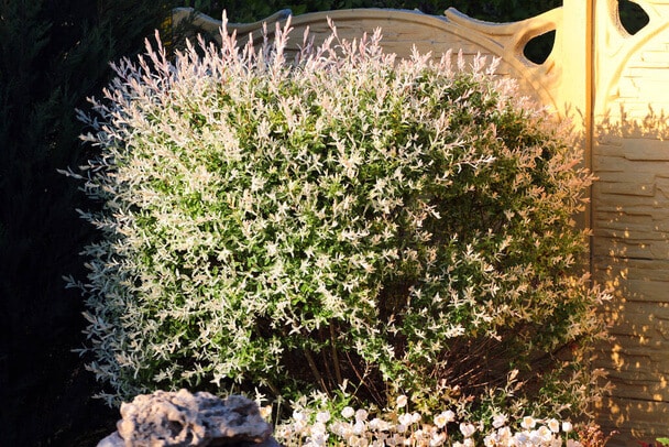 Tarkalevelű japán fűz  Salix integra 'Hakuro-nishiki' 