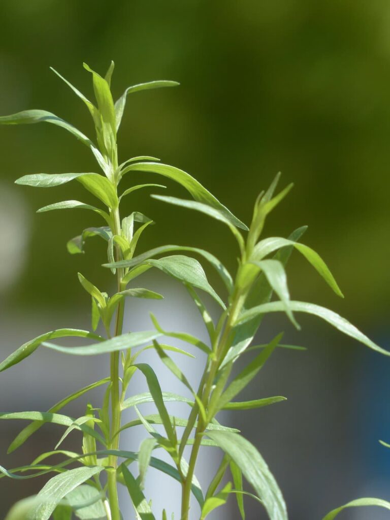 Tárkony (Artemisia dracunculus)