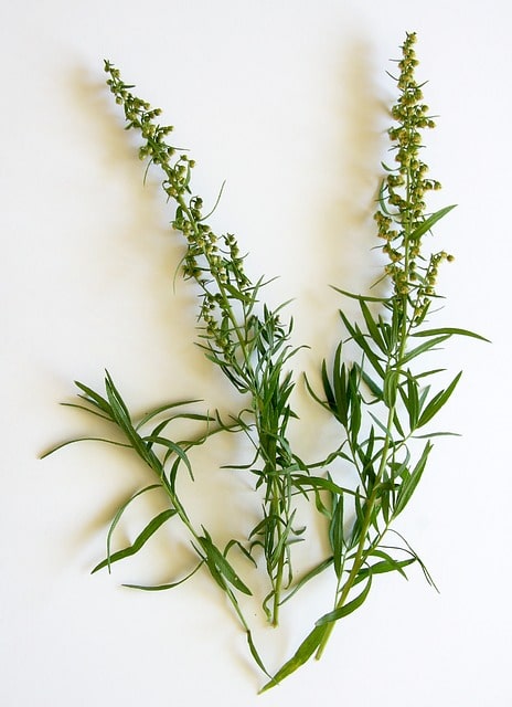 Tárkony (Artemisia dracunculus)