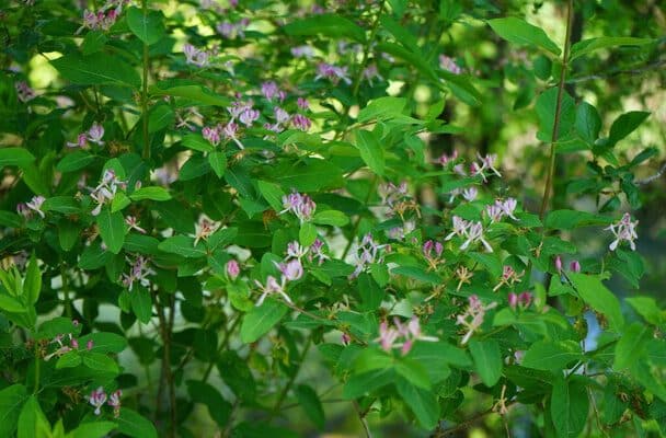 Tatár lonc (Lonicera tatarica)