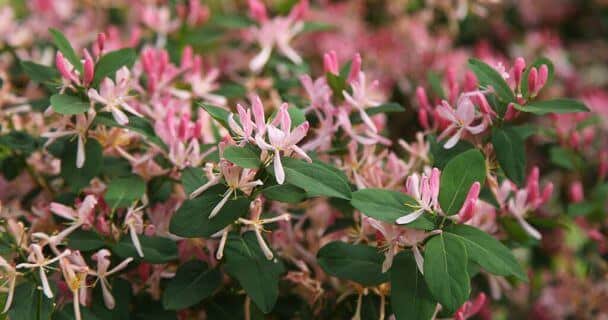 Tatár lonc (Lonicera tatarica) 