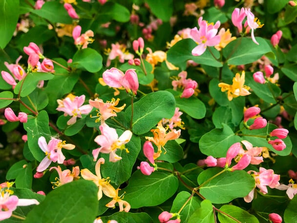 Tatár lonc (Lonicera tatarica) 