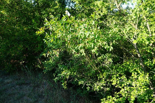 Tatár lonc (Lonicera tatarica) 