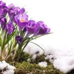 Télálló virágok gondozása a hideg hónapokban