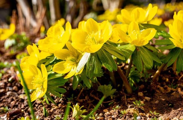 A T ltemet Eranthis Hyemalis ltet se Gondoz sa Szapor t sa 