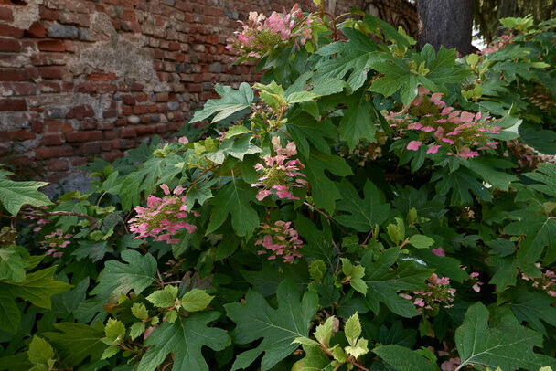 Tölgylevelű Hortenzia (Hydrangea quercifolia) ültetése, gondozása, szaporítása