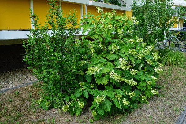 Tölgylevelű Hortenzia (Hydrangea quercifolia) ültetése, gondozása, szaporítása
