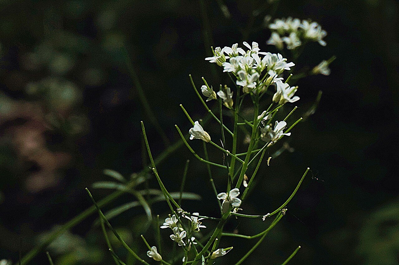 Torma (Armoracia rusticana)