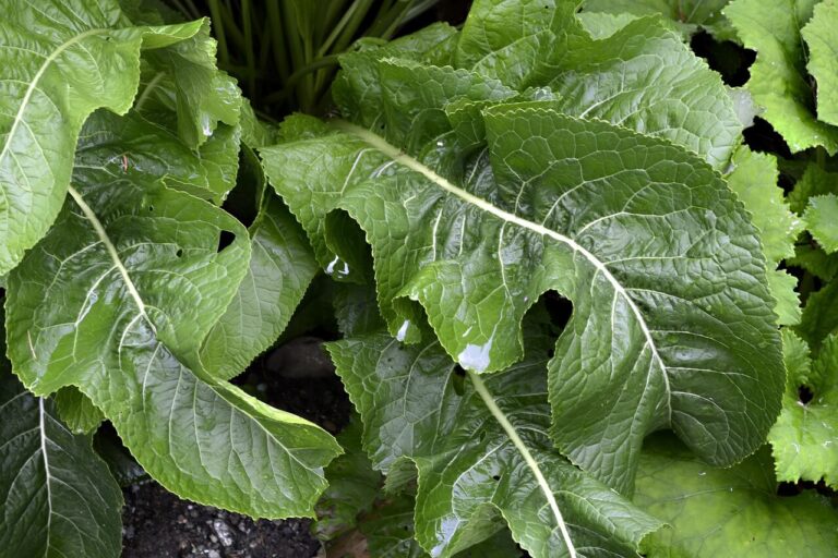 Torma (Armoracia rusticana)