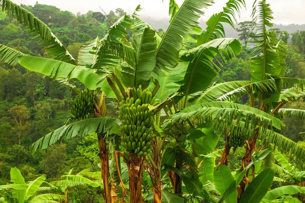 A törpe banán (Musa acuminata) ültetése, gondozása, szaporítása, betegségei
