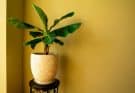 A törpe banán (Musa acuminata) ültetése, gondozása, szaporítása, betegségei
