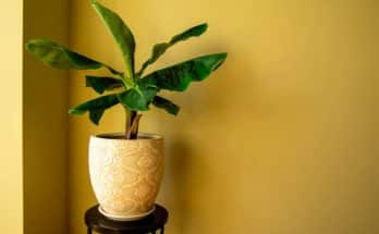 A törpe banán (Musa acuminata) ültetése, gondozása, szaporítása, betegségei