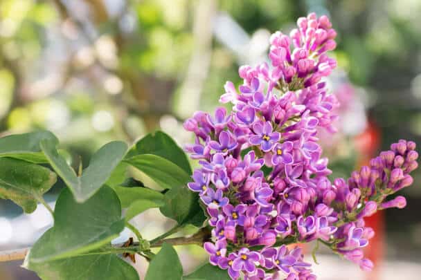 Törpe orgona (Syringa meyeri) 