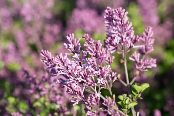 Törpe orgona (Syringa meyeri) 