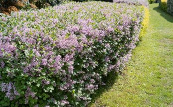 Törpe orgona (Syringa meyeri)