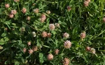Az eperhere, más néven Trifolium fragiferum