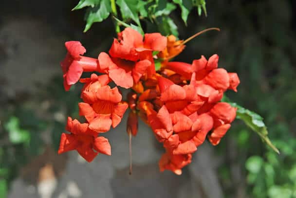 Amerikai trombitafolyondár (Campsis radicans)