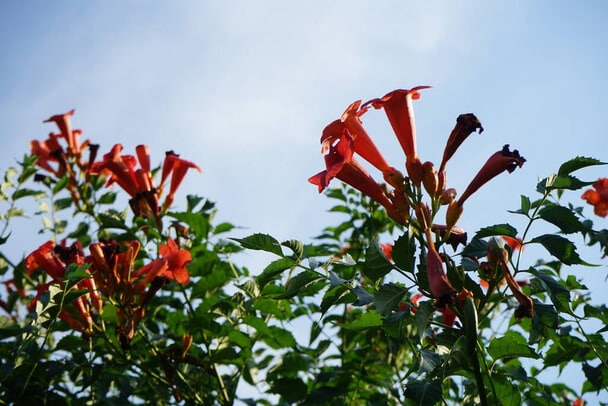 Amerikai trombitafolyondár (Campsis radicans)