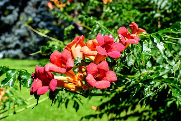 Amerikai trombitafolyondár (Campsis radicans)