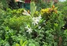 Tubarózsa (Polianthes tuberosa) ültetése, gondozása, szaporítása