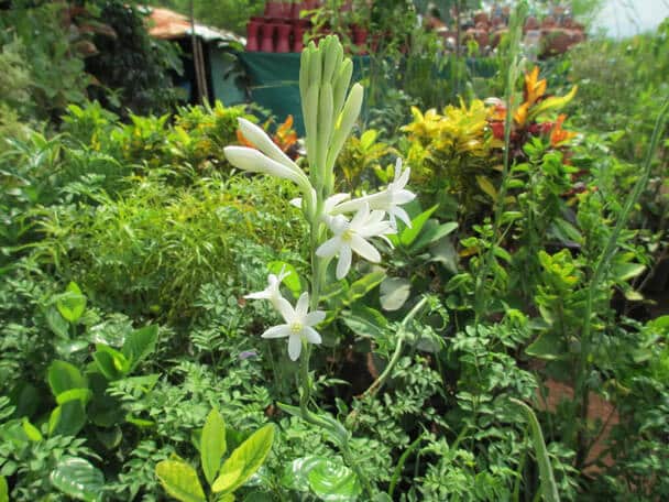 Tubarózsa (Polianthes tuberosa) ültetése, gondozása, szaporítása