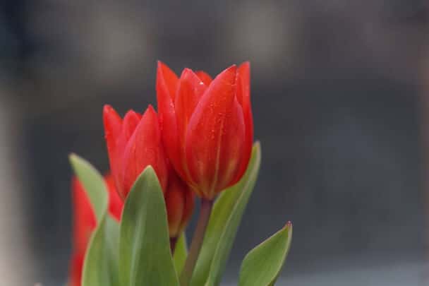 Ágas tulipán (Tulipa praestans) ültetése, gondozása, szaporítása