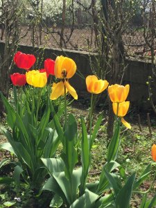 Lassan elnyílnak a tulipánok