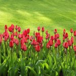 Tulipán (Tulipa) a tavasz hírnöke