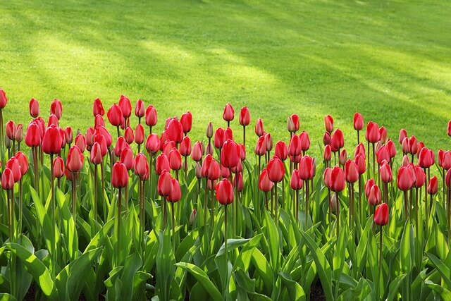 Milyen növényeket ültessünk el tavasszal? Tulipán (Tulipa)