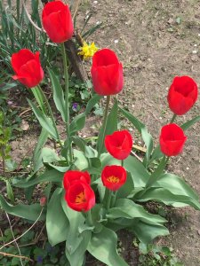 Tavaszi kertészkedés, nyílik a tulipán