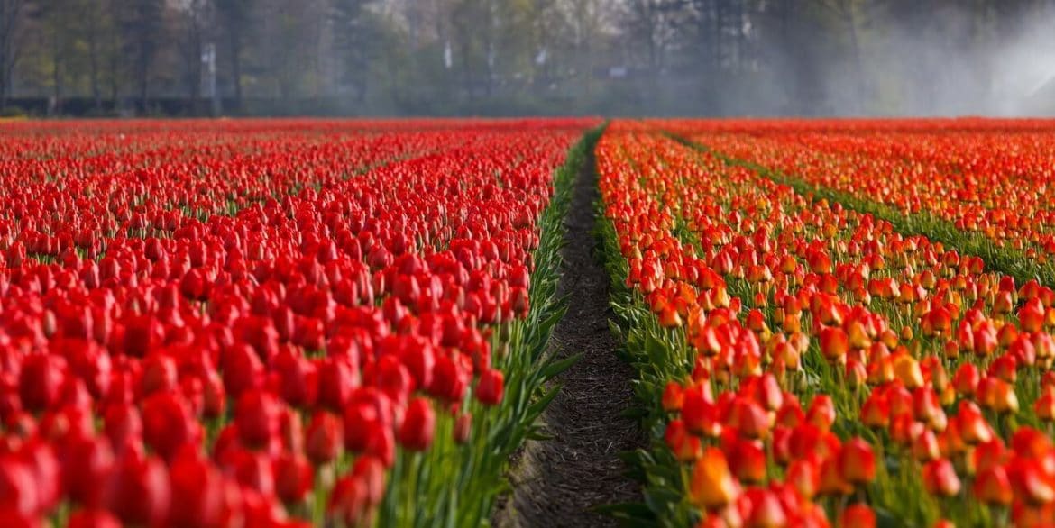 Tulipánmező