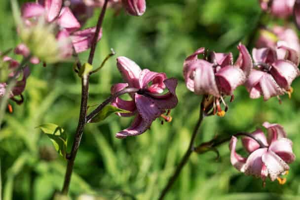 Turbánliliom (Lilium martagon) 