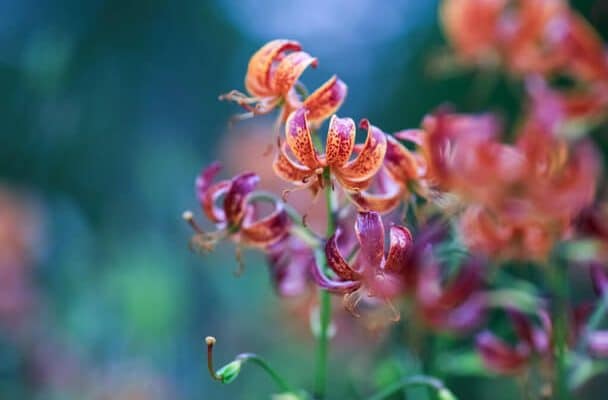 Turbánliliom (Lilium martagon)