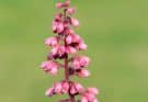 Tűzgyöngyvirág (Heuchera)