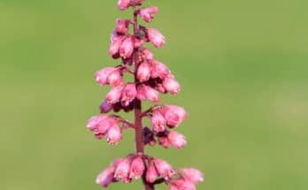 Tűzgyöngyvirág (Heuchera)