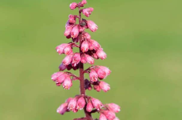 Tűzgyöngyvirág (Heuchera)