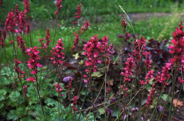 Tűzgyöngyvirág (Heuchera)