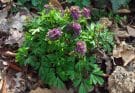 Ujjas keltike (Corydalis solida)